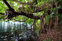 Strangler Fig Tree (Ficus virens) beside water in rainforest, Lake Eacham NP, Atherton Tablelands, Queensland, Australia, October 2010