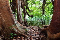 Strangler Fig Tree (Ficus virens) beside water in rainforest, Lake Eacham NP, Atherton Tablelands, Queensland, Australia, October 2010