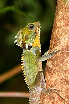 Boyd's Forest Dragon (Hypsilurus / Gonocephalus boydii) in rainforest, Atherton Tablelands, Queensland, Australia, October