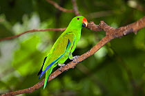 Eclectus parrot (Eclectus roratus) male perched in rainforest, Cape York Peninsula, North Queensland, Australia, captive