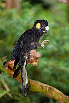 Yellow-tailed black-cockatoo (Calyptorhynchus funereus) male perched with foot held up, Queensland, Australia, captive