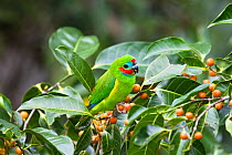 Double-eyed fig-parrot (Cyclopsitta diophthalma macleayana) feeding on figs in Rainforest, Daintree National Park, North Queensland, Australia, October