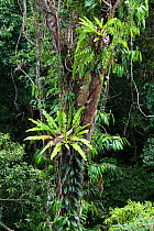 Epiphytic ferns in Rainforest, view from above, Daintree National Park, North Queensland, Australia, October
