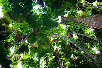 Looking up through the canopy of Fan Palms (Licuala ramsayi) in rainforest, Daintree National Park, North Queensland, Australia