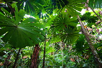 Fan Palms (Licuala ramsayi) in rainforest, Daintree National Park, North Queensland, Australia, October