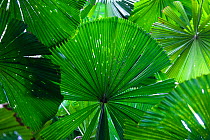Leaves of the  Fan Palms (Licuala ramsayi) in rainforest, Daintree National Park, North Queensland, Australia