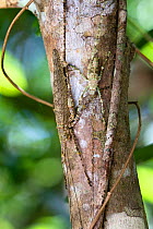 Grasshoppers (Orthoptera) camouflaged on tree bark in rainforest, Daintree National Park, North Queensland, Australia, October