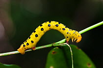 Caterpillar larva of the Four O'clock Moth (Dysphania numana) in rainforest, Daintree National Park, North Queensland, Australia, October