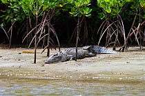 Estuarine / Saltwater crocodile (Crocodylus porosus) amongst mangrove roots, Daintree National Park, Queensland, Australia, October