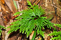 Electric Fern (Selaginella longipinna) in rainforest, archaic species, Daintree National Park, North Queensland, Australia, October
