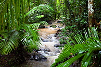 Creek in rainforest, Daintree National Park, North Queensland, Australia, October 2010