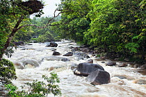 River in rainforest, Mossmann Gorge National Park, North Queensland, Australia, October 2010
