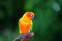 Sun conure / parakeet (Aratinga solstitialis) South America, captive, endangered species
