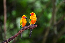 Sun conure / parakeet (Aratinga solstitialis) two perched, South America, captive, endangered species