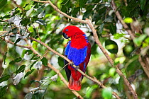 Eclectus parrot (Eclectus roratus) female perched in rainforest, preening, North Queensland, Australia, captive