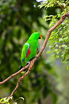 Eclectus Parrot (Eclectus roratus) male climbing up branch in rainforest, Cape York Peninsula, North Queensland, Australia, captive