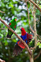 Eclectus Parrot (Eclectus roratus) pair in rainforest, female on right, Cape York Peninsula, North Queensland, Australia, captive