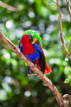 Eclectus Parrot (Eclectus roratus) courtship behaviour in rainforest, Cape York Peninsula, North Queensland, Australia, captive