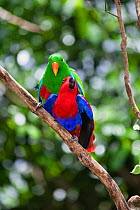 Eclectus Parrot (Eclectus roratus) mating, rainforest, Cape York Peninsula, North Queensland, Australia, captive