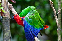 Eclectus Parrots(Eclectus roratus) mating pair, rainforest, Cape York Peninsula, North Queensland, Australia, captive