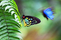 Cairns birdwing butterfly (Ornithoptera priamus) male on fern leaf and Blue Mountain Swallowtail butterfly in flight, Atherton Tablelands, Queensland, Australia, October