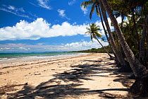 Mission Beach with palm trees, near Innisfail, Queensland, Australia, October 2010