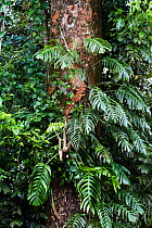 Epiphytic Philodendron (Philodendron sp) growing up tree trunk in rainforest, Queensland, Australia, October