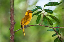 Golden bowerbird (Prionodura newtoniana) male singing, Atherton Tablelands, Queensland, Australia, October