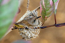 Brown Honeyeater (Lichmera indistincta) male in nest, Queensland, Australia, October