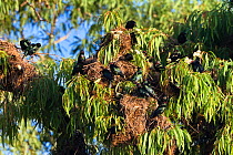 Shining / Metallic starling (Aplonis metallica) pairs at nests in breeding colony, Daintree National Park, North Queensland, Australia, October