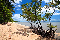 Cardwell Beach with mangroves near Hinchinbrook Island, Queensland, Australia, October 2010