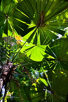 Looking up through the leaves of Fan Palms (Licuala ramsayi) in rainforest, Mission Beach, North Queensland, Australia, October