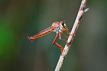 Robber-fly (Asilidae) in rainforest, Mission Beach, near Innisfail, Queensland, Australia, October