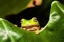 Common green tree frog (Litoria caerulea) in rainforest, Iron Range National Park, Cape York Peninsula, North Queensland, Australia, October