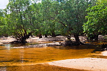 Eucalyptus trees along the bank of Archer River, Cape York Peninsula, North Queensland, Australia, October 2010