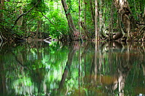 Trees reflected in pond in rainforest, Iron Range National Park, Cape York Peninsula, North Queensland, Australia, November 2010