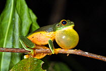 Orange-thighed treefrog (Litoria xanthomera) male calling, vocal sac inflated, in rainforest, Iron Range National Park, Cape York Peninsula, North Queensland, Australia, November