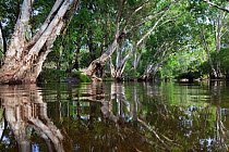 Paperbark trees (Melalauca sp) beside the Coen River, Cape York Peninsula, Queensland, Australia, November 2010