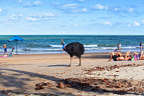 Southern Cassowary (Casuarius casuarius) female walking near tourists on beach, Moresby Range NP, Queensland, Australia, November 2010