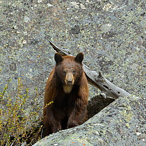 Portrait of a Grizzly Bear (Ursus arctos horribilis) against rock. Yellowstone National Park, Wyoming, USA, May.