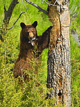Black bear (Ursus americanus) sharpening its claws on a tree trunk. Yellowstone National Park, Wyoming, USA, June.