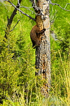 Young Grizzly Bear (Ursus arctos horribilis) sticking its head into a hole in a tree. Yellowstone National Park, Wyoming, USA, June.