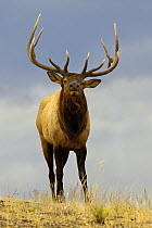 Portrait of a bull Elk / Wapiti (Cervus canadensis). Yellowstone National Park, Wyoming, USA, October.