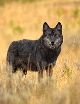 Portrait of Grey Wolf (Canis lupus). Yellowstone National Park, Wyoming, USA, October.
