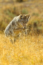 Grey Wolf (Canis lupus) pouncing through grass. Yellowstone National Park, Wyoming, USA, June.