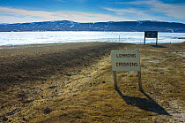 'Lemming Crossing' sign on main road to the Eureka weather station, Ellesmere Island, Nunavut, Canada, June 2008. Taken on location for BBC series, Frozen Planet, Summer