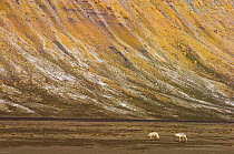 Two Arctic wolves (Canis lupus) in tundra landscape, Ellesmere Island, Nunavut , Canada, June 2008, Taken on location for BBC series, Frozen Planet, Summer