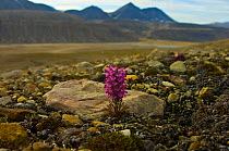 Woolly lousewort (Pedicularis lanata) flowering on tundra, Ellesmere Island, Nunavut, Canada, June 2008. Taken on location for BBC series, Frozen Planet, Summer