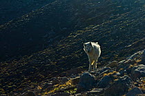 Adult Arctic wolf (Canis lupus) on tundra, Ellesmere Island, Nunavut, Canada, June 2008. Taken on location for BBC series, Frozen Planet, Summer
