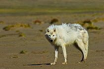 Wild Arctic wolf (Canis lupus) male, Ellesmere Island, Nunavut, Canada, June 2008. Taken on location for BBC series, Frozen Planet, Summer